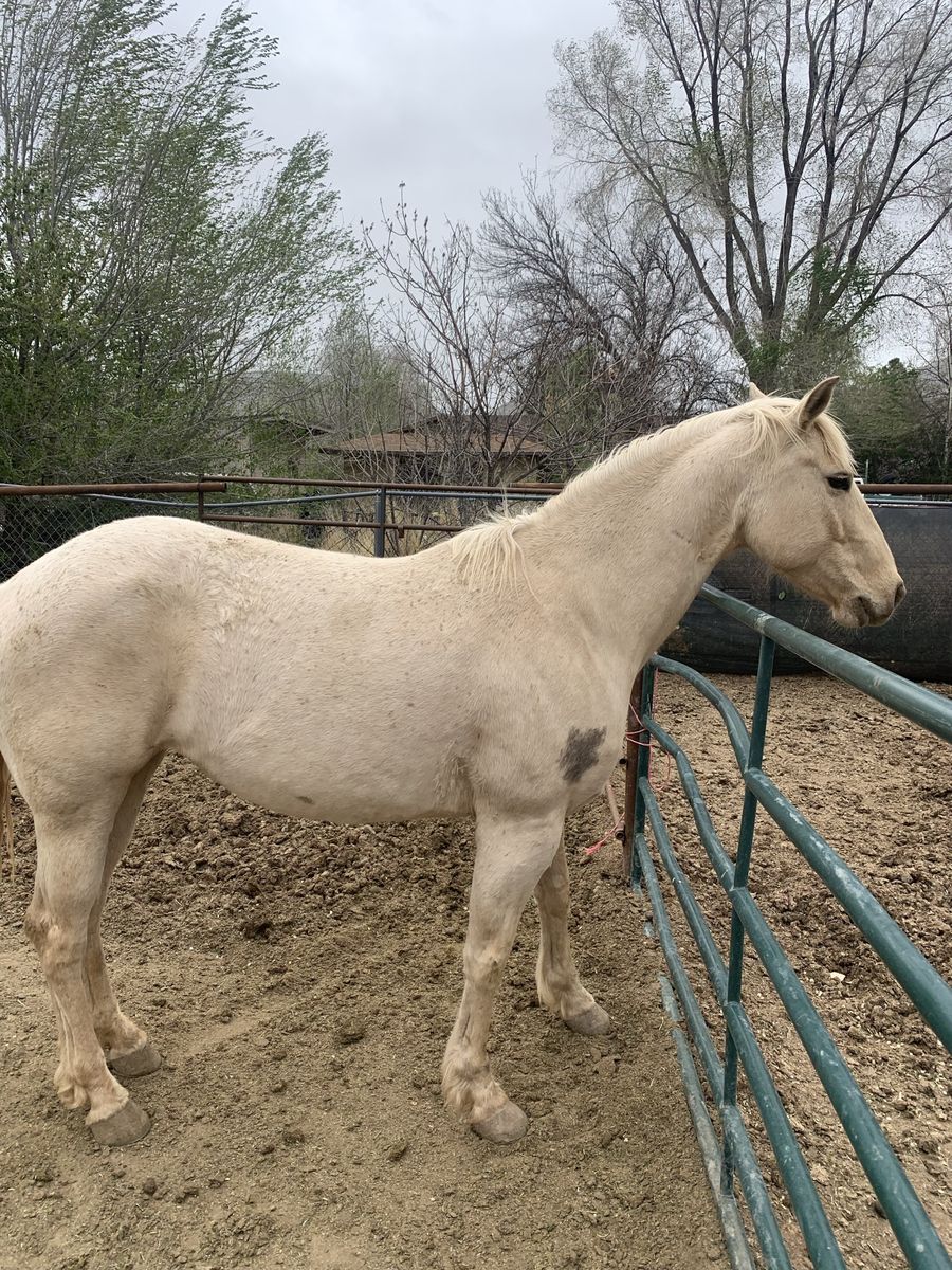 Palomino Horse 