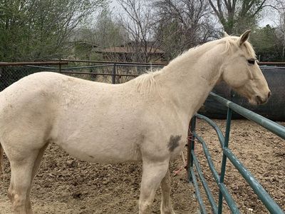 Palomino Horse