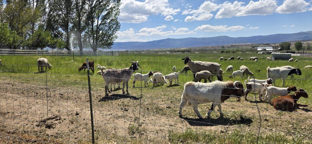 kid goats