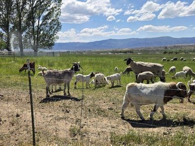 kid goats