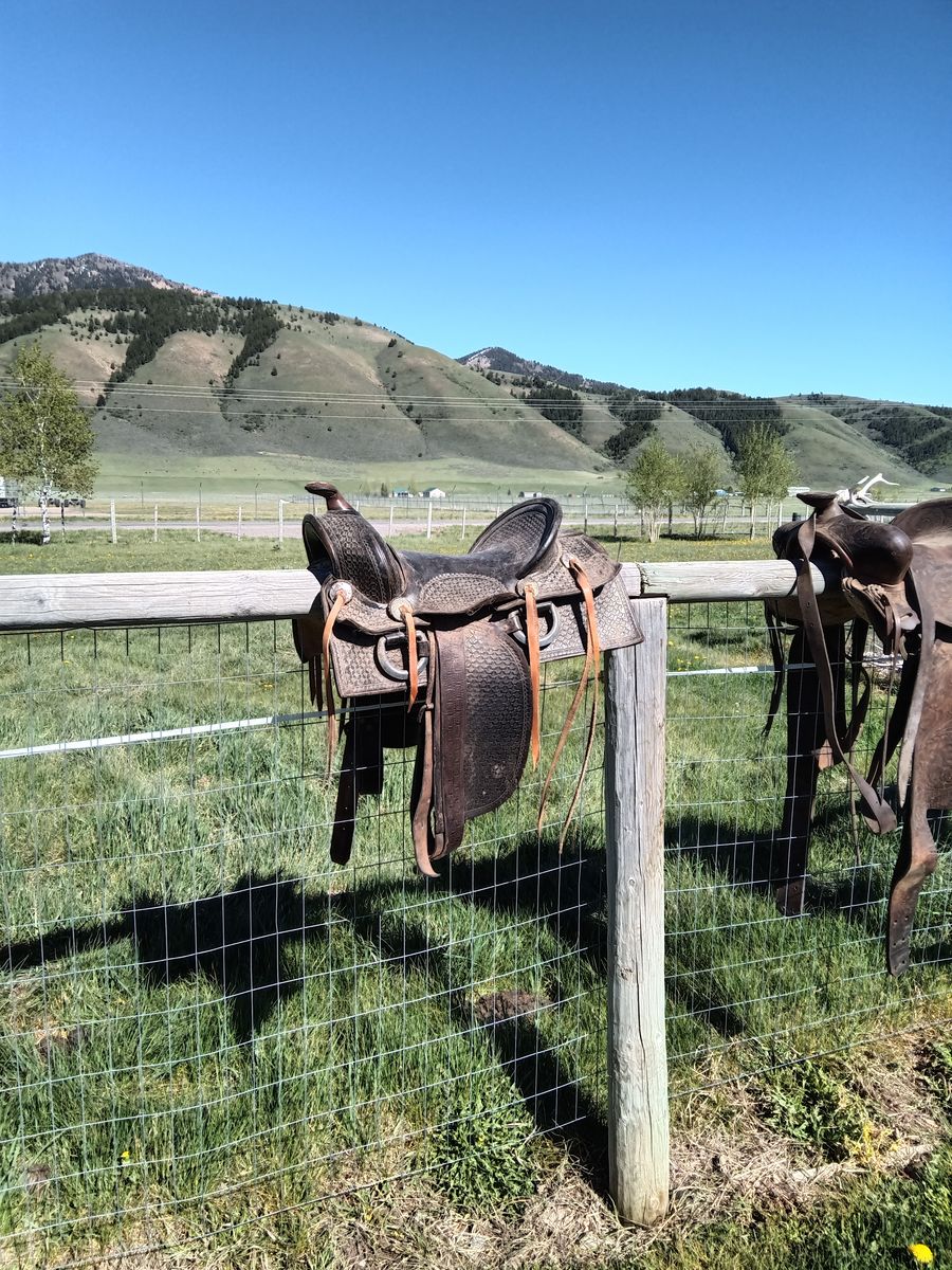 saddle