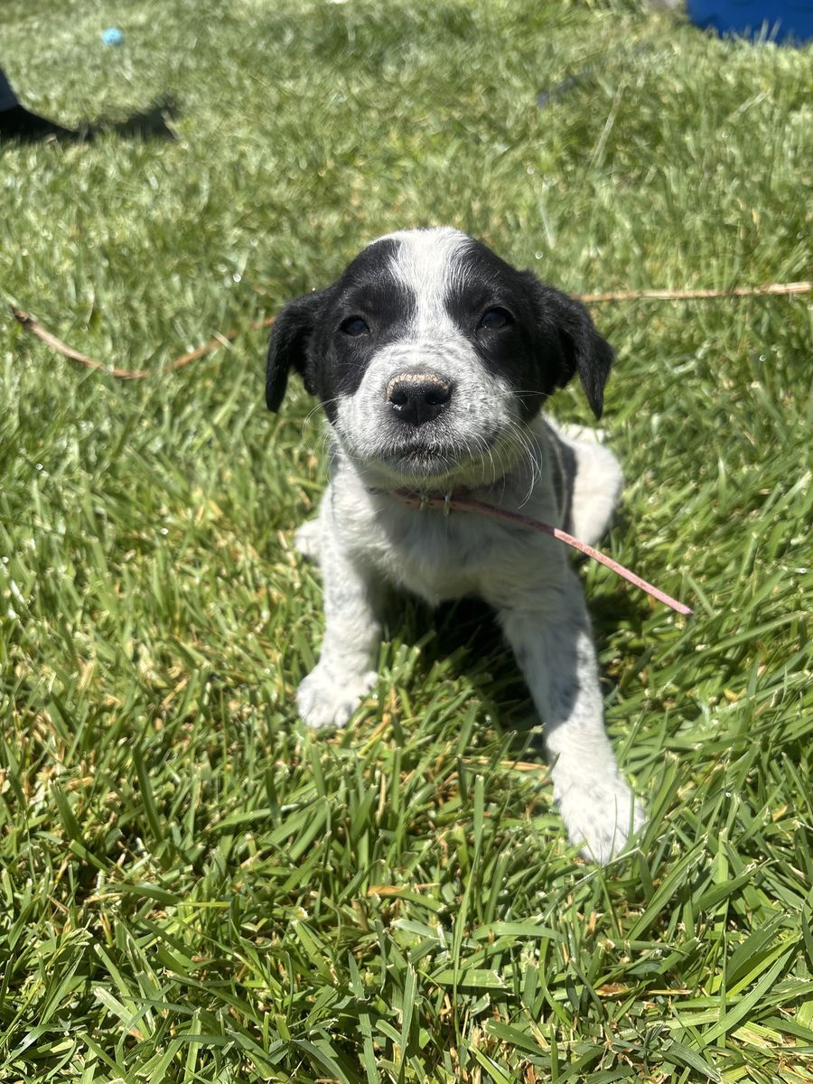 Border collie puppies