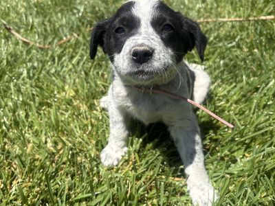 Border collie puppies