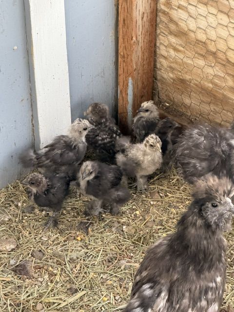 Silkie Chicks