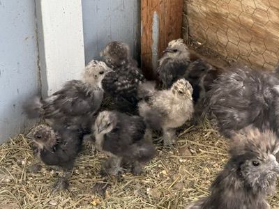 Silkie Chicks