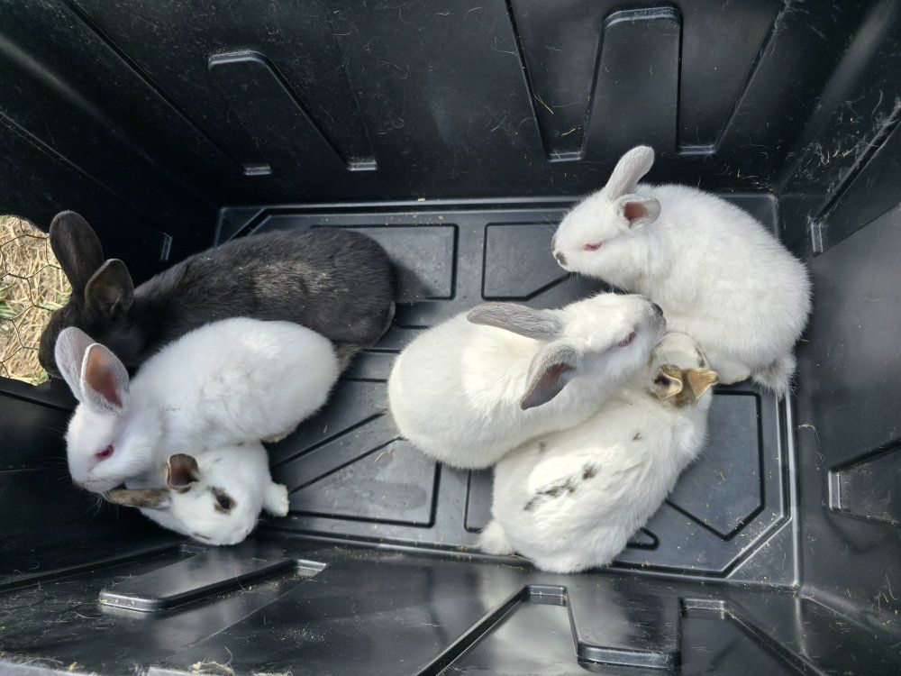 Easter meat breed bunnies !