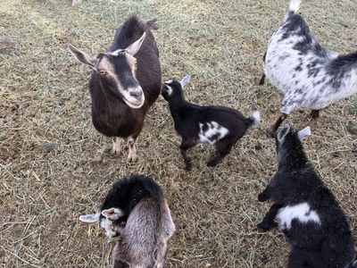 Nigerian dwarf goat kids