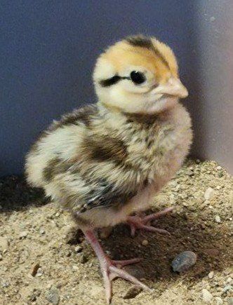 Chicks - Reeve's Pheasant