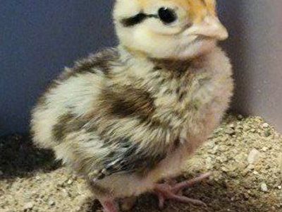 Chicks - Reeve's Pheasant