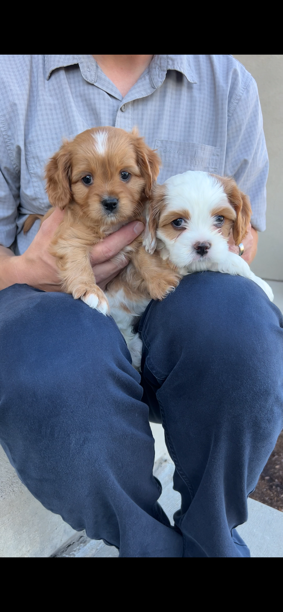F1b Cavapoo puppies