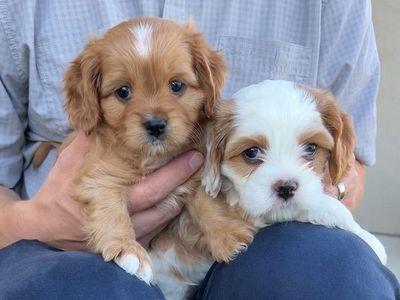 F1b Cavapoo puppies