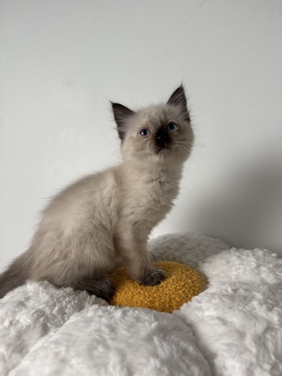 Siamese Mixed Kitten