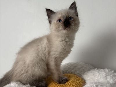 Siamese Mixed Kitten