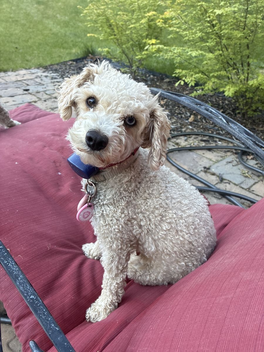 Sweet Bichpoo/Poochon girl looking for new home