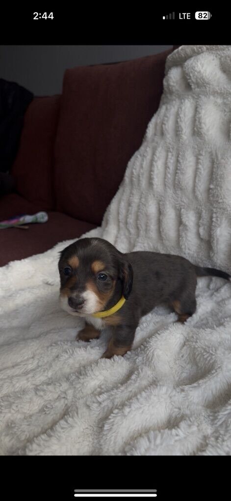 Miniature Dachshund