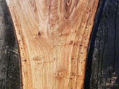 Fleshly cut English Walnut live edge crotch wood slab