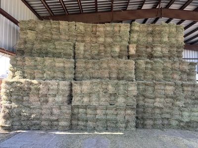 Grass Hay