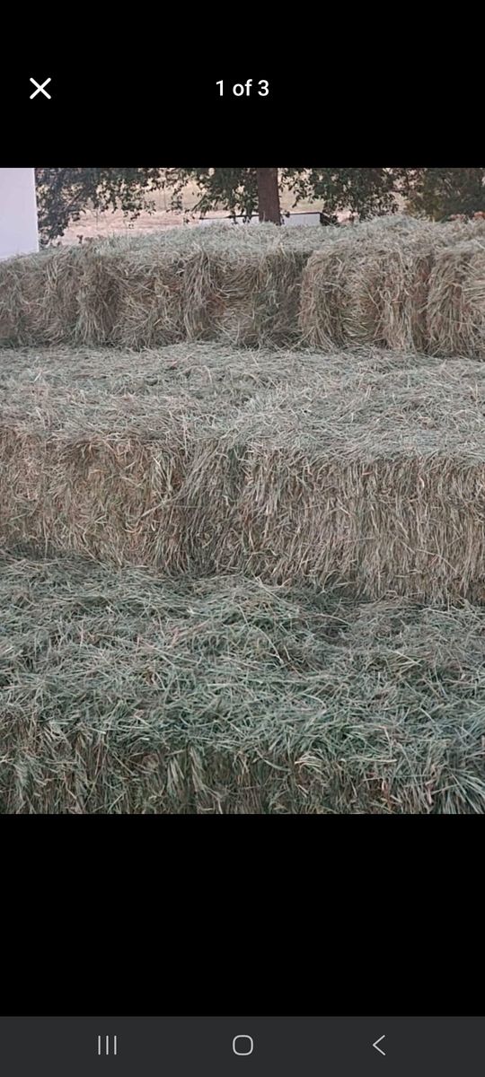 Grass alfalfa Hay Available Now