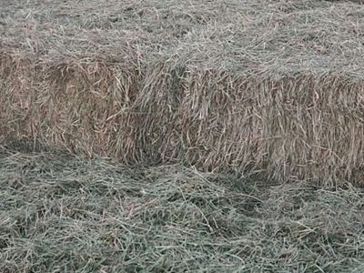 Grass alfalfa Hay Available Now