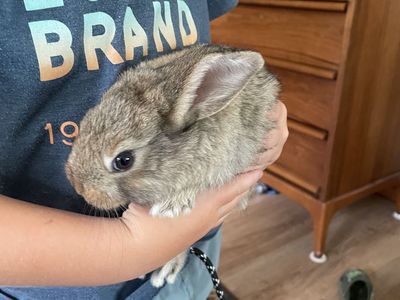 Emotional Support Animals