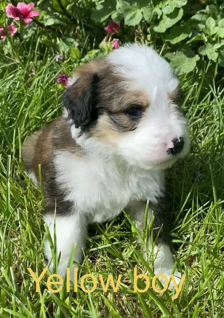 F1 Standard Bernedoodle Boy Puppies! Beautiful Marble Dark & Light Brown Colorings!  Ready to go in 3 weeks!