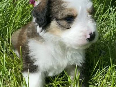 F1 Standard Bernedoodle Boy Puppies! Beautiful Marble Dark & Light Brown Colorings! Ready to go in 3 weeks!