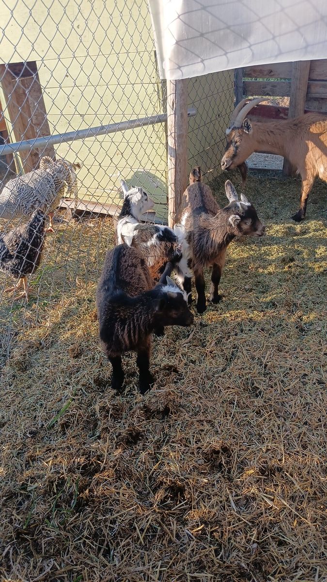 Baby goats