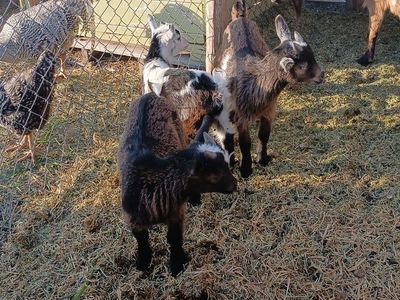Baby goats