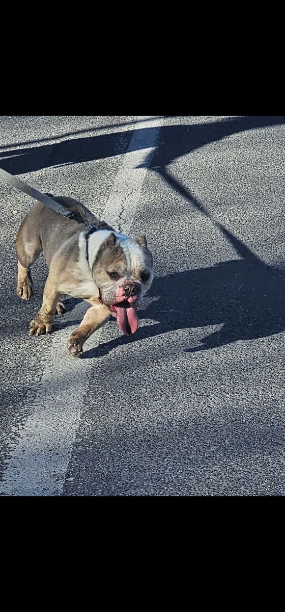 American Bully Pocket