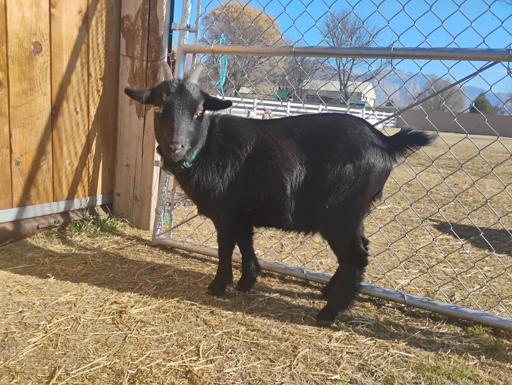 1yr pygmy goat wether