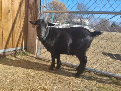 1yr pygmy goat wether