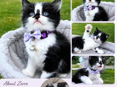 4 Adorable Indoor kittens, Litter box trained and very healthy