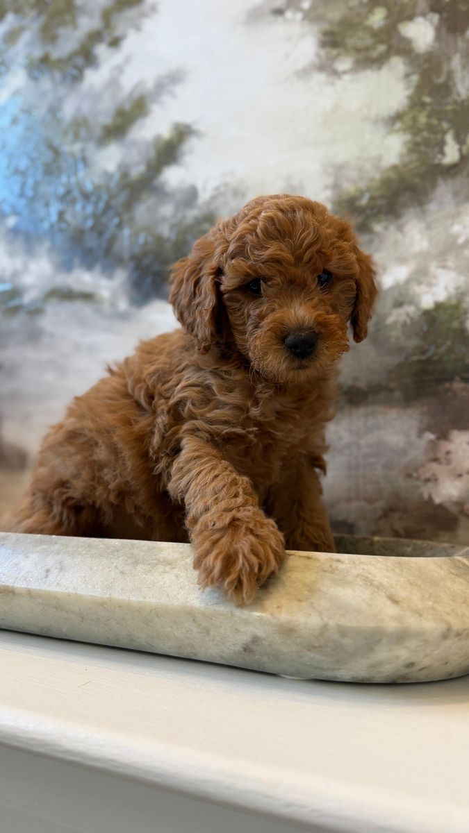 Goldendoodle
