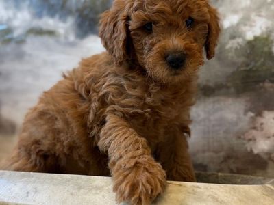 Goldendoodle