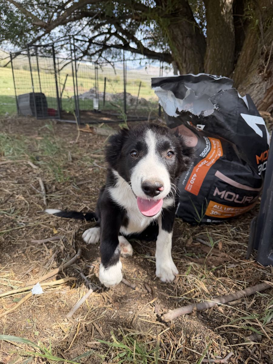 ABCA Registered Border Collie Male