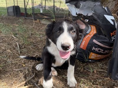 ABCA Registered Border Collie Male