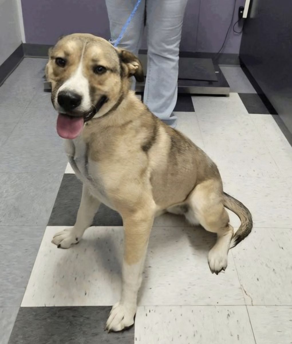 Delta, Anatolian Shepherd mix