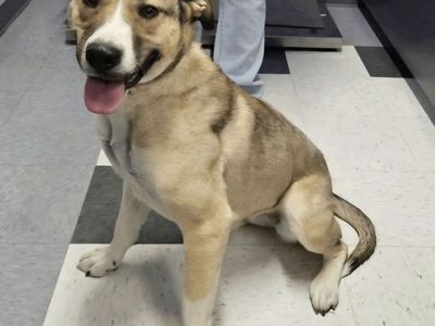 Delta, Anatolian Shepherd mix