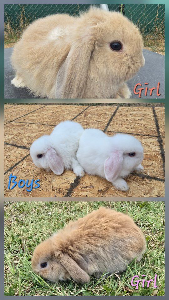 Sweet & Socialized Holland Lop Bunnies!