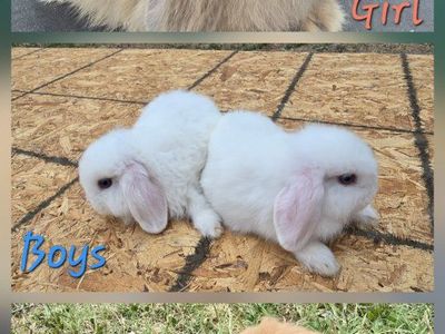 Sweet & Socialized Holland Lop Bunnies!