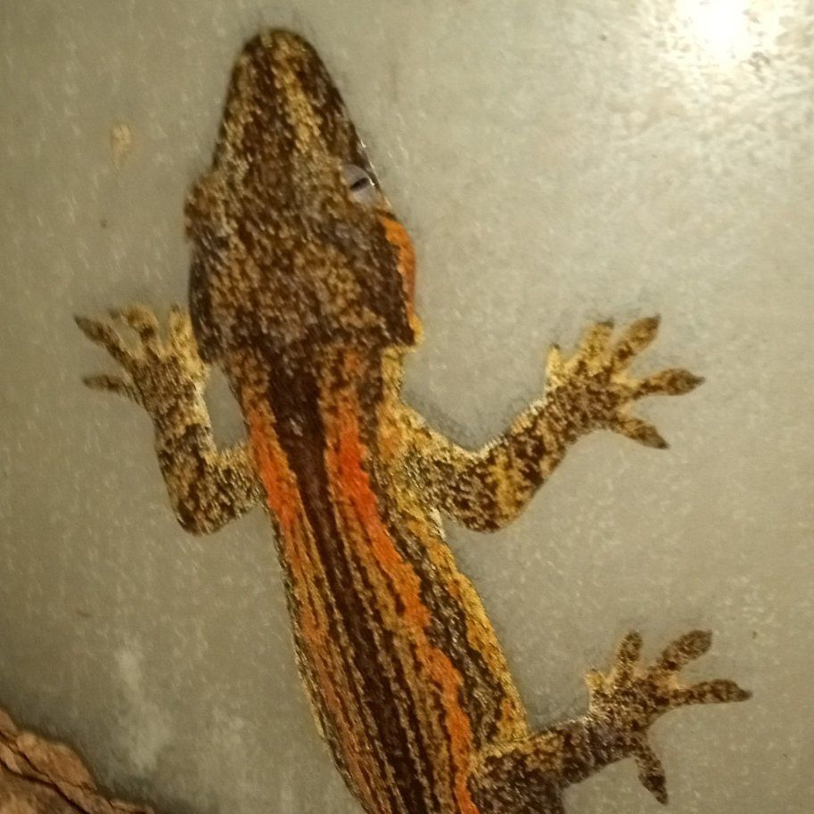 Male Gargoyle Gecko