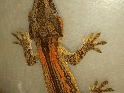 Male Gargoyle Gecko
