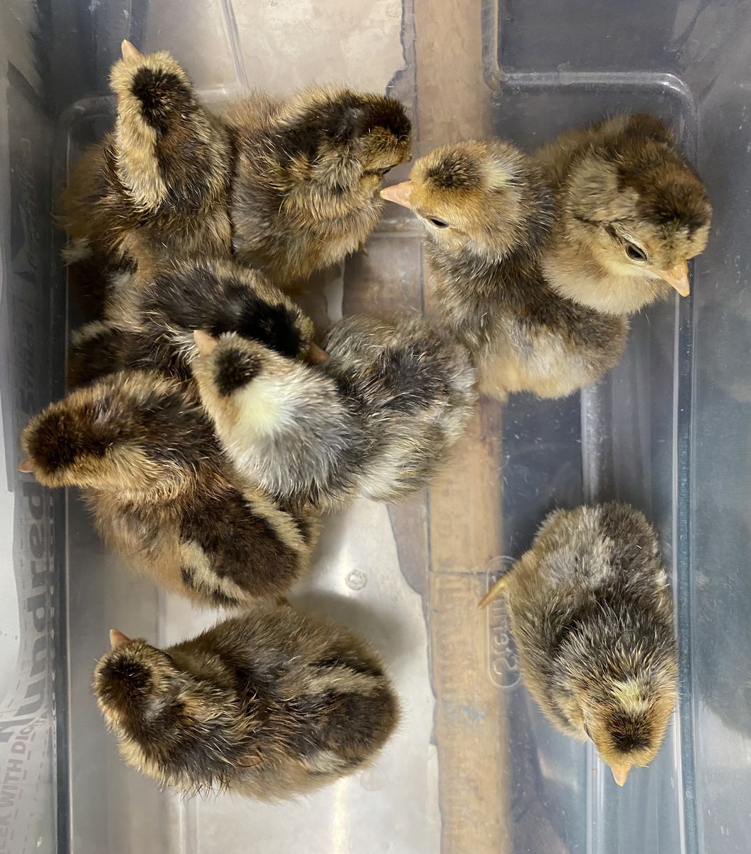 Cream Legbar - Sexed chicks! Hatched 07/03/26