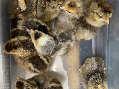 Cream Legbar - Sexed chicks! Hatched 07/03/26