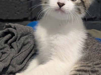 Adorably 8 WEEK OLD BABY Kittens