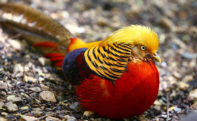 Wanted. Male Red Golden Pheasant