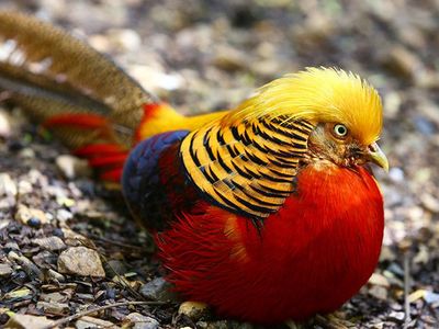 Wanted. Male Red Golden Pheasant