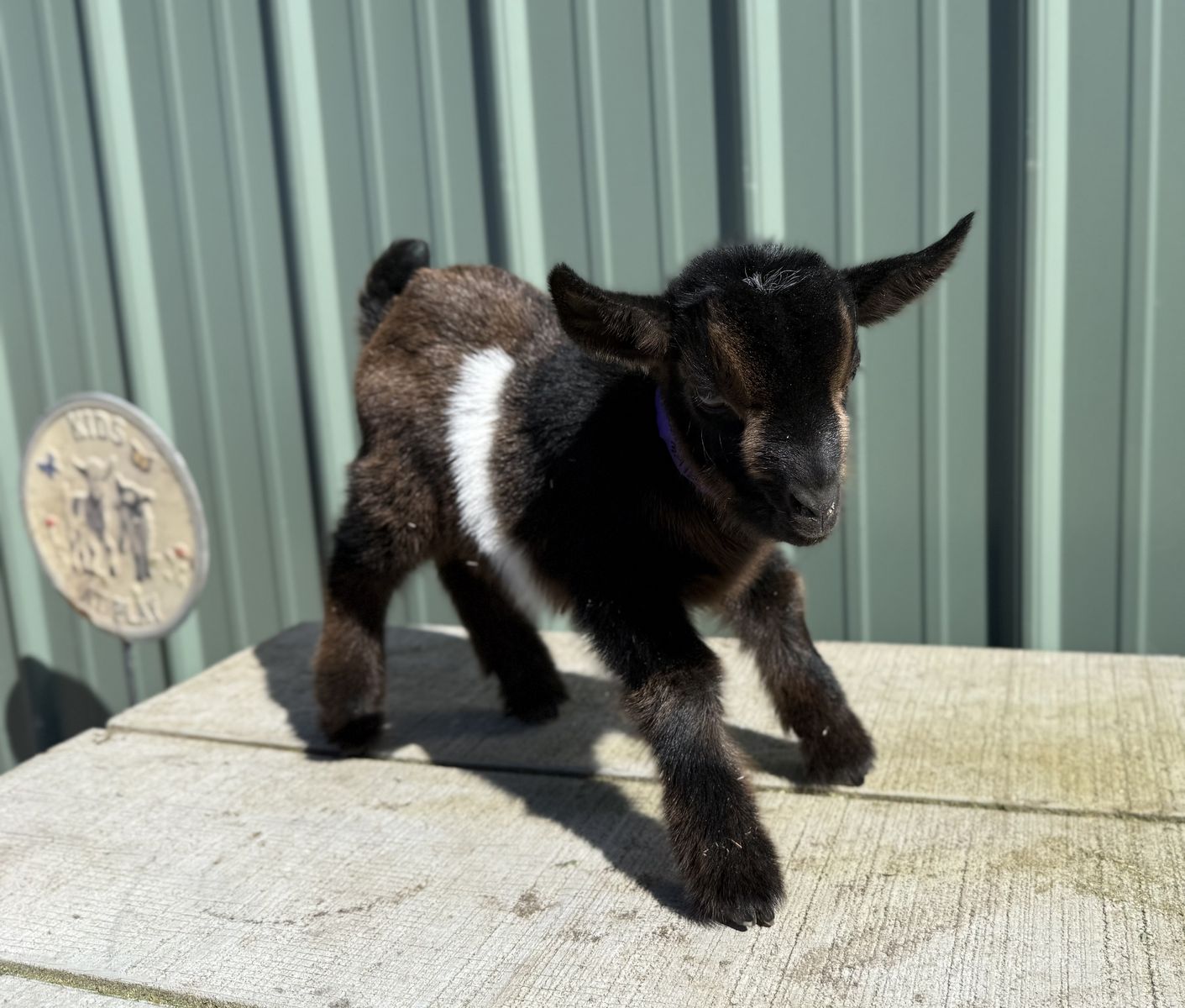 Bottle Trained Doelings