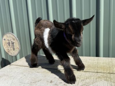 Bottle Trained Doelings