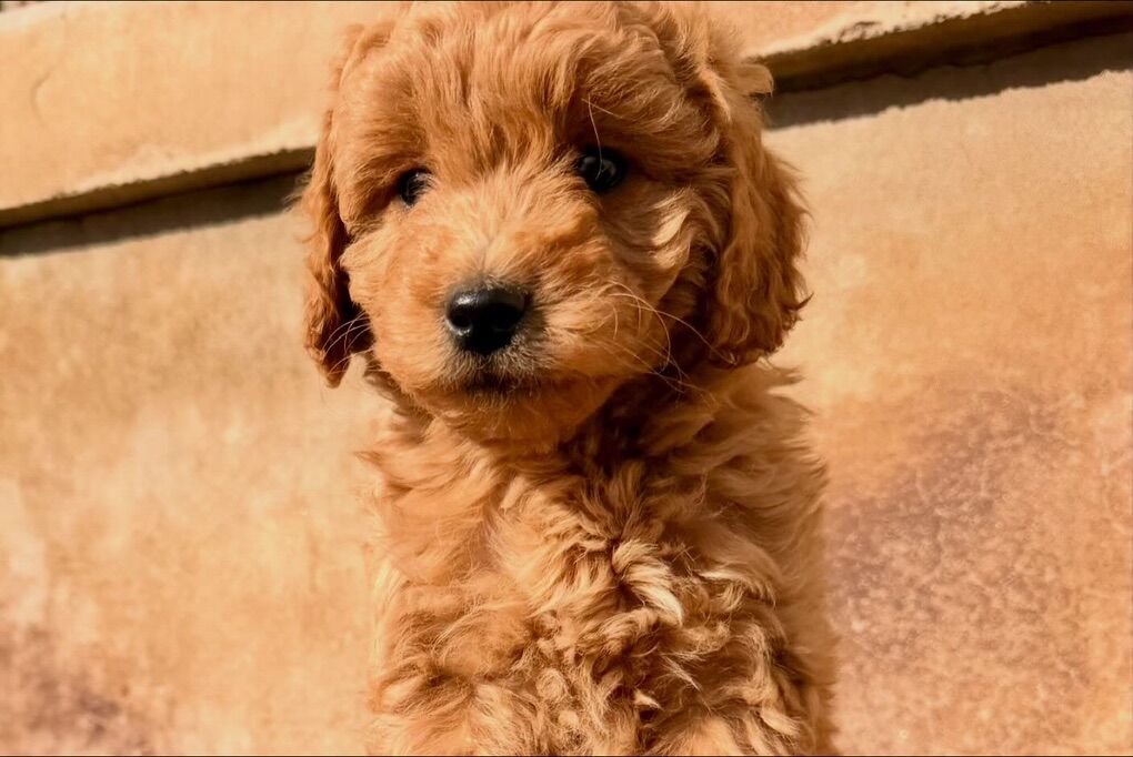 Cocoa! 5 Month Old Mini Goldendoodle - For Sale